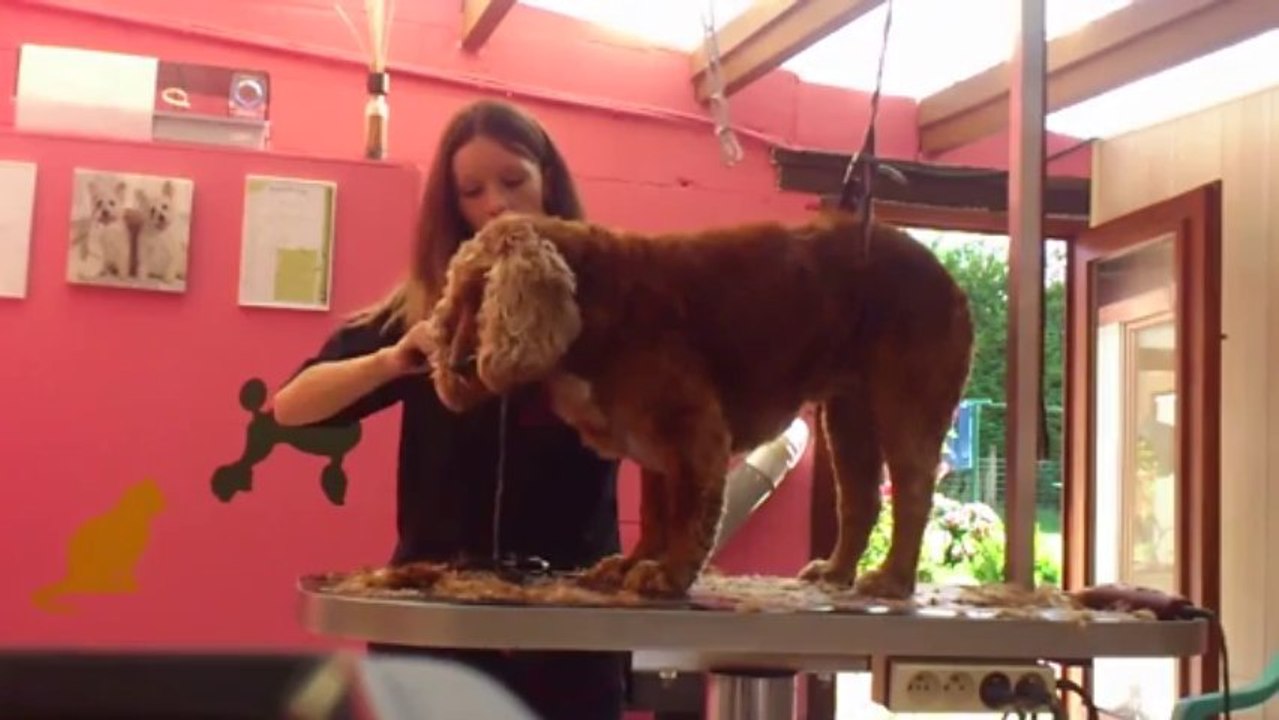 Toilettage chien Province Namur