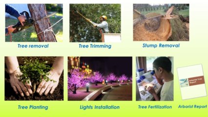 Tree Doctors Inc Toronto