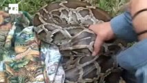 Concurso de caça a cobras reúne 800 participantes na Flórida