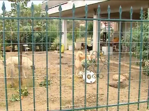 Είχαν 35 σκυλιά στην αυλή τους. Έξαλλοι οι κάτοικοι του χωριού