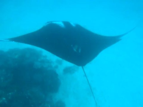 Plongée Raie Manta