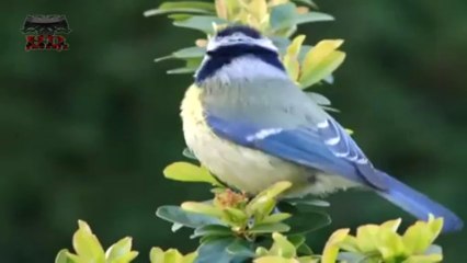 SHUME BUKUR---( HDjuesej1 )---HQ