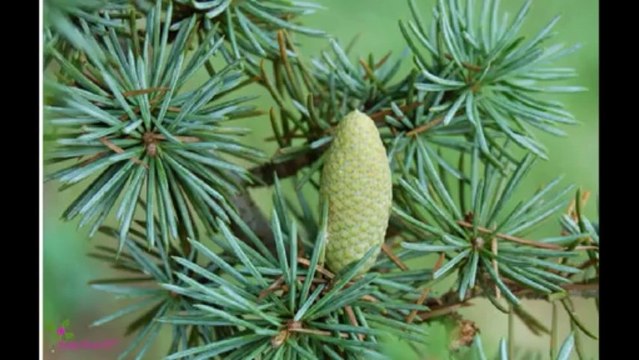 LANCOME Tresor Eau De Parfum Spray