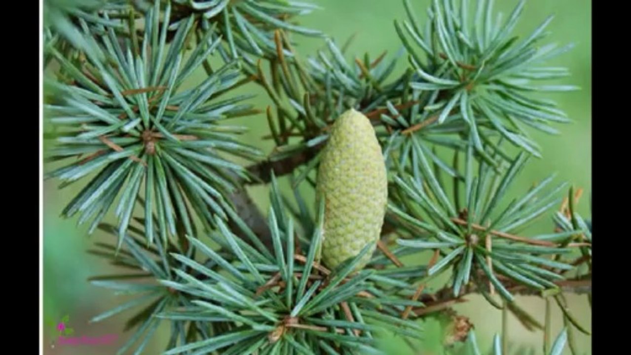 LANCOME Tresor Eau De Parfum Spray