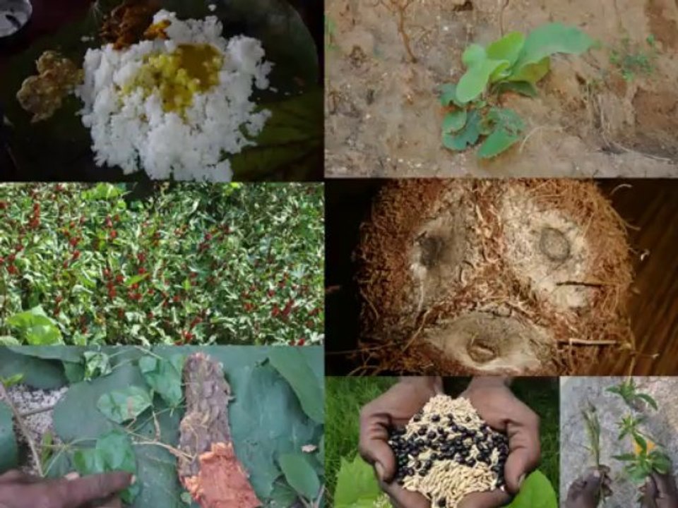 Medicinal Rice B4 Formulations for Cervix Cancer: Pankaj Oudhia’s Medicinal Plant Database