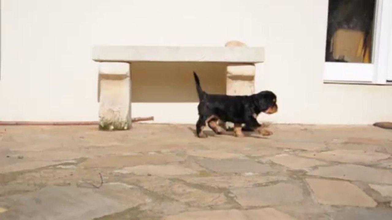 Puppy walking ( Cavalier king charles 6 weeks)