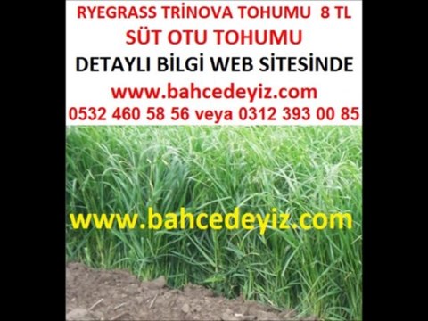 süt otu tohumu,süt-otu-tohumu,trinova,ryegrass,lolium multiflorum,lolium-multiflorum,yem bitkisi trinova