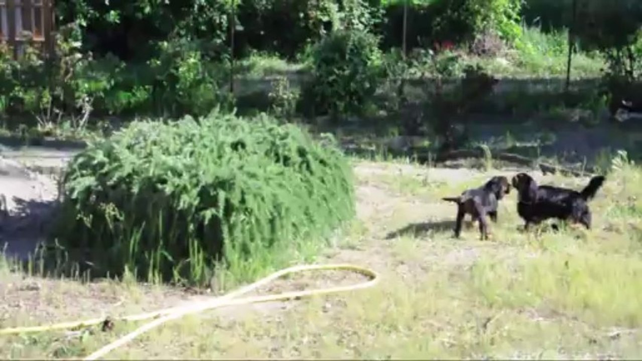 Jeux Cavalier King Charles