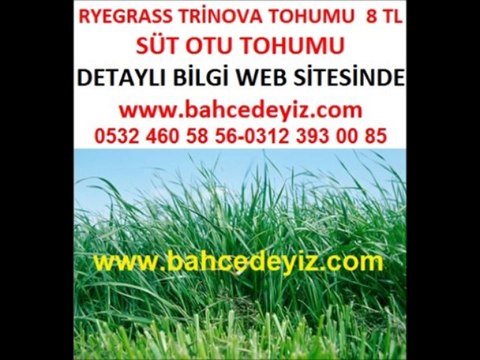 Süt otu,süt-otu,süt otu tohumu,süt-otu-tohumu,trinova,ryegrass,lolium multiflorum,lolium-multiflorum,yem bitkisi trinova