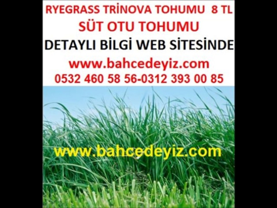 Süt otu,süt-otu,süt otu tohumu,süt-otu-tohumu,trinova,ryegrass,lolium multiflorum