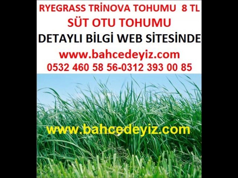 süt-otu,süt otu tohumu,süt-otu-tohumu,trinova,ryegrass,lolium multiflorum,lolium-multiflorum