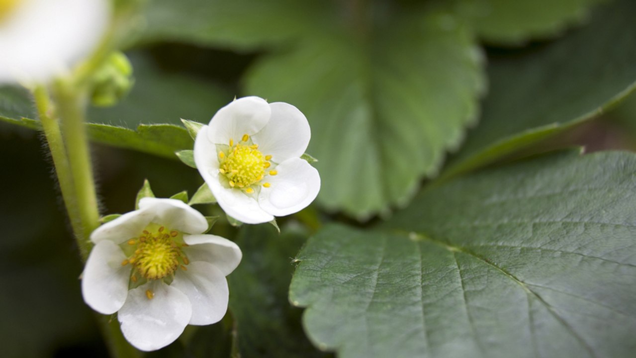 How to care for strawberries