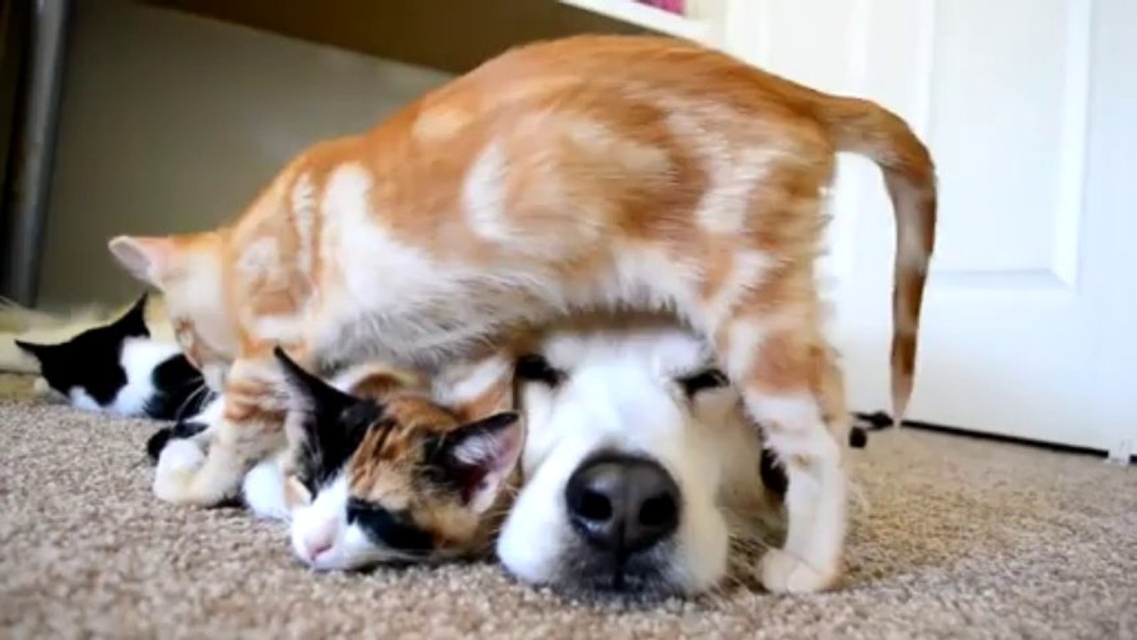 Un chien paisible avec un chaton