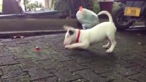 Un Bull Terrier marrant joue avec un petit crabe!!