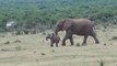 Cuttest Elephant family reunion at Addo Elephant Park!!