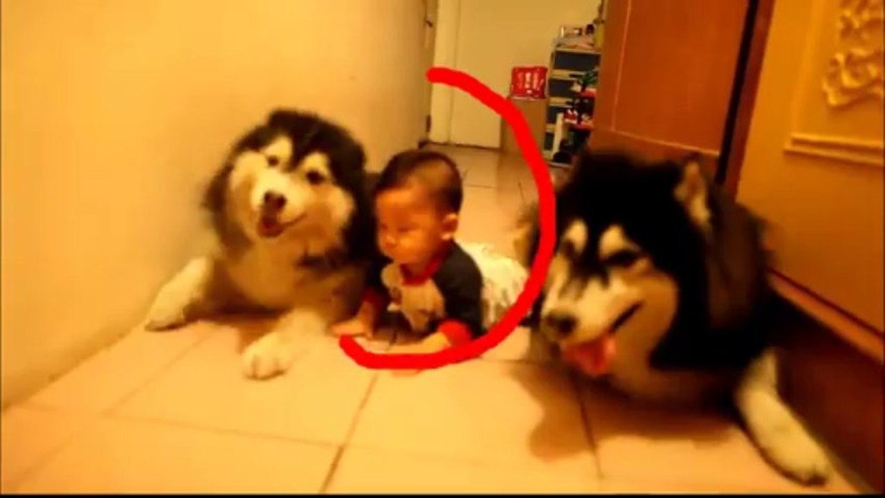Two Cute Dogs imitating a baby crawling!! Alaskan Malamute