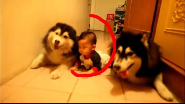 Two Cute Dogs imitating a baby crawling!! Alaskan Malamute