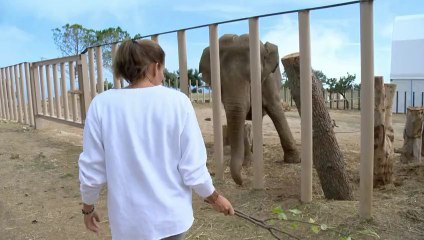 Monaco: nouvelle vie pour les éléphantes Baby et Népal