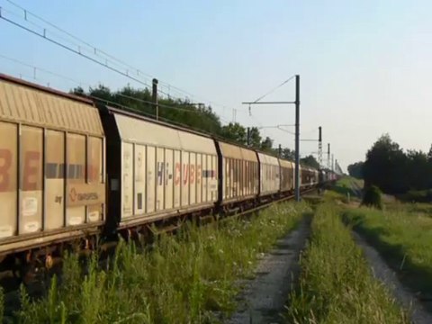 Croisement entre br186-311-7 et 25500-RRR. Gevrey Chambertin
