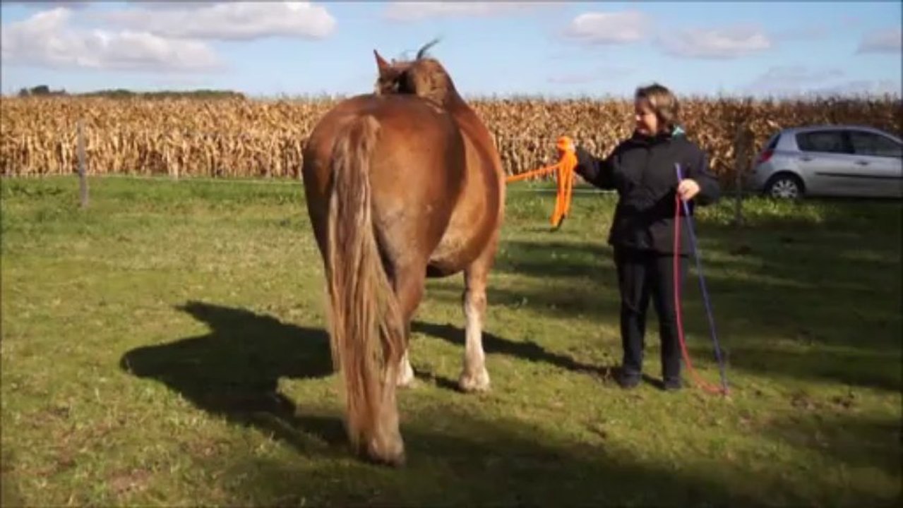 equilogic elevage deletoile et rose