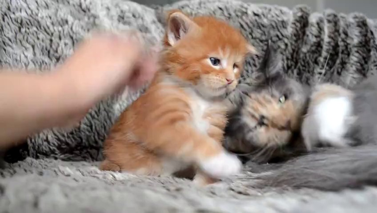 chaton 20 jours doux chant felin