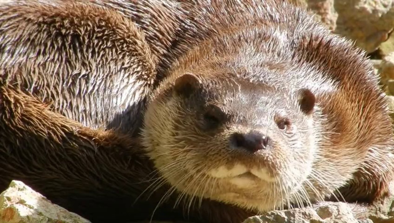 La loutre d'Europe