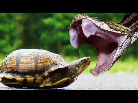 Rattlesnake bites Florida man who saved turtle #reptile helping fail