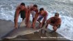 Idiot wrestles helpless shark to shore