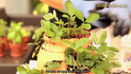 Hướng dẫn cách trồng dâu tây trong chậu