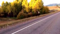 Angry Elk Gives Chase On Highway