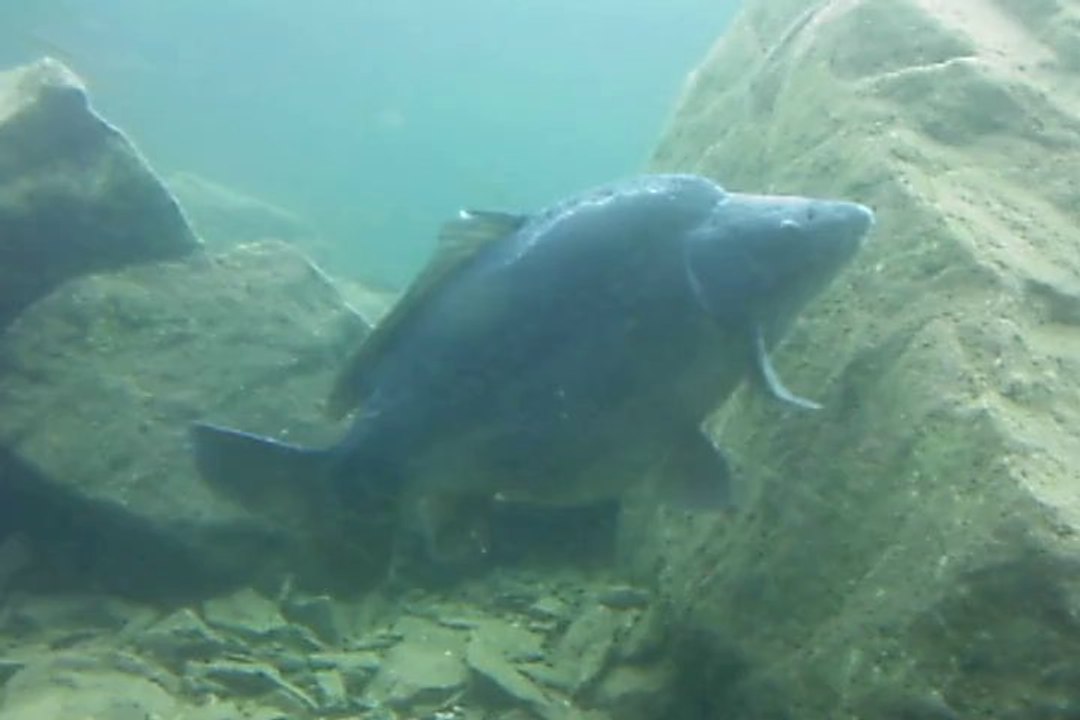 mega carpes 2