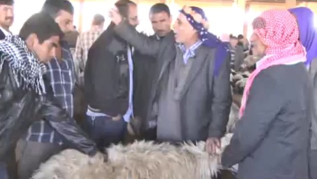 6 koyunu otomobille taşıdı