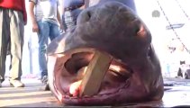 Balıkçı ağına 800 kilogramlık köpek balığı takıldı