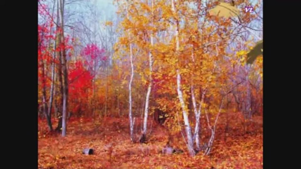 КРАСКИ ОСЕНИ