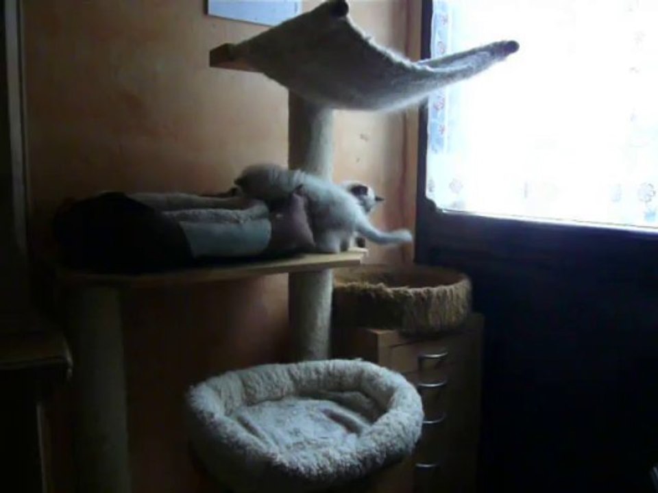 élevage les ragdolls de bois Vignol (Belgique)