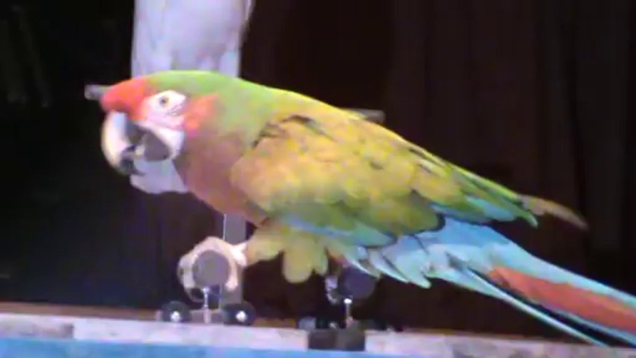 RIU Palace Madeira Papageien Show Kakadu Ara Fahrradfahren show Party