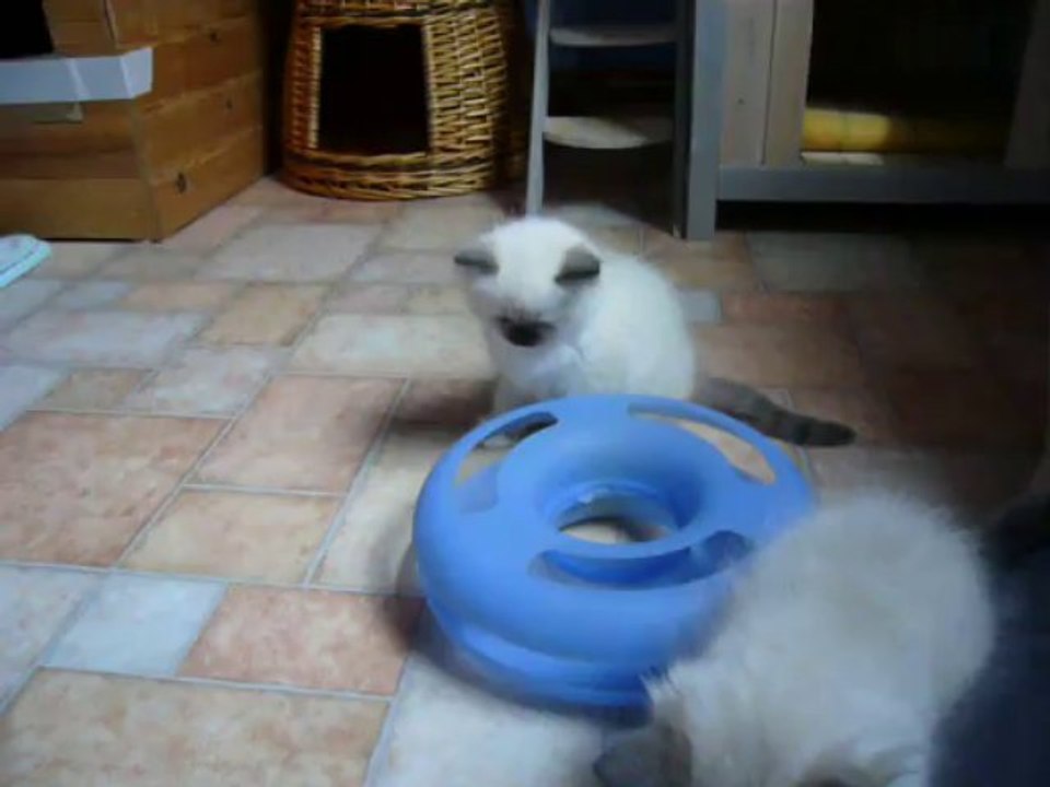 élevage les ragdolls de bois Vignol (Belgique)