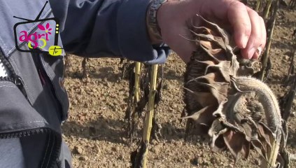 Jt agri85Tv du vendredi 11 octobre 2013