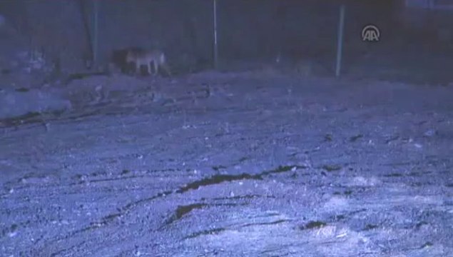 Yabani kurt, büyük panik yaşattı