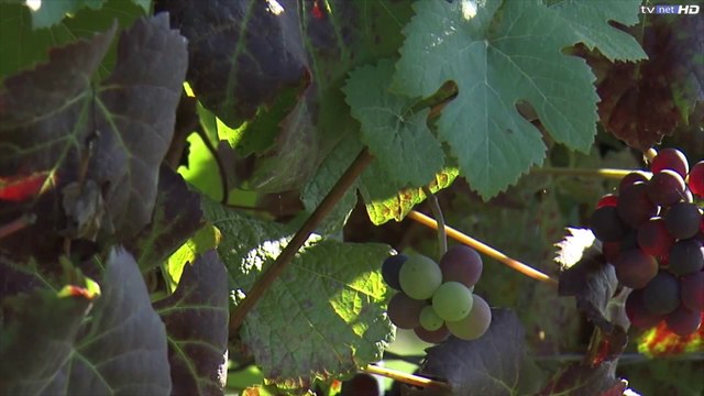 Clos des Lambrays, Morey-Saint-Denis