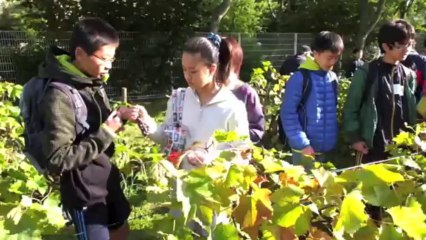 Vendanges 2013 du clos des Prés