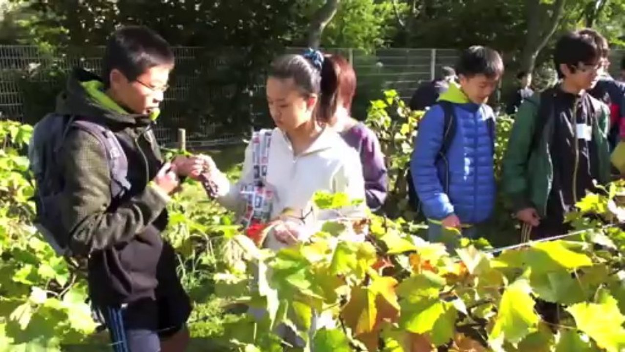 Vendanges 2013 du clos des Prés