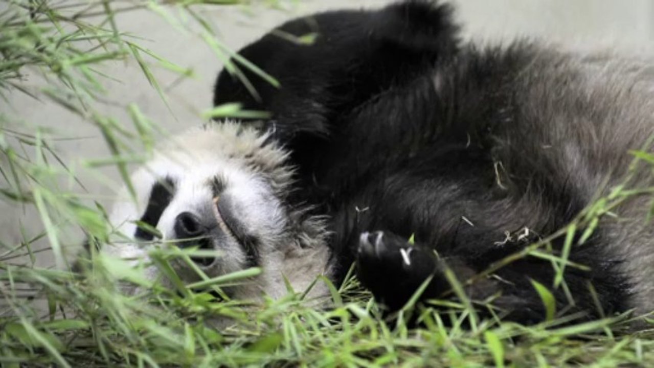 Tiger-Baby in London ist tot - nach Geburt vor der Kamera