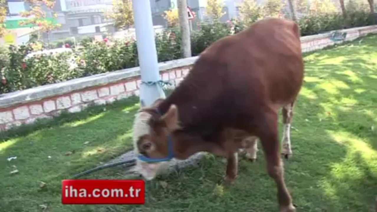 Kesime götürülen boğa kamyonetten düştü - VİDEO İZLE - www.olay53.com