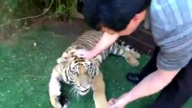 Il arrache une dent de lait à un bébé tigre