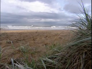 LOST YEARS - A SEA TURTLE ODYSSEY (extrait)