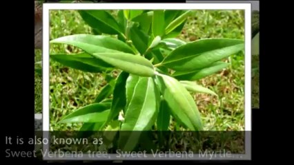 Lemon Myrtle - A medicinal and tasty Australian tea