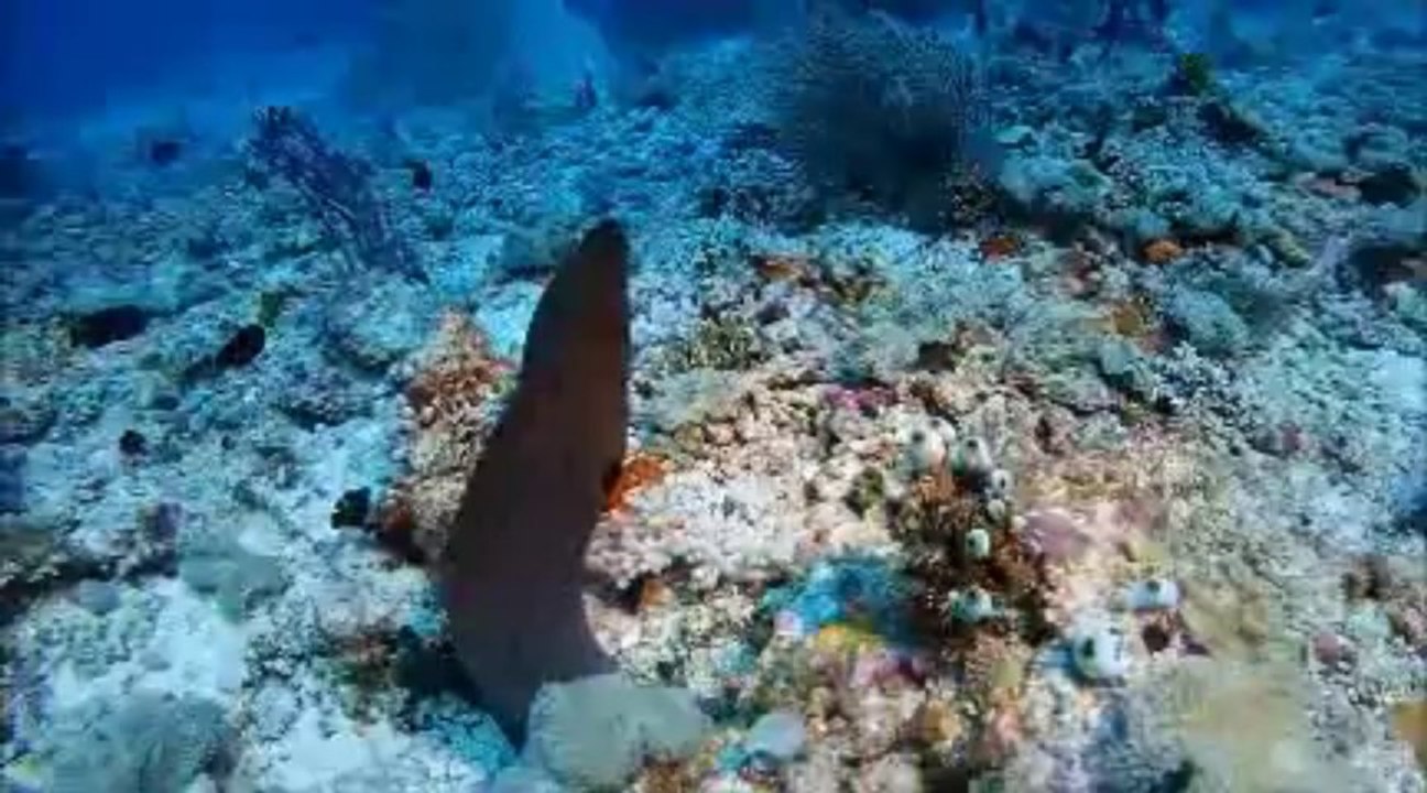 Plongée aux Maldives 2013