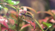 Hormigas como animal doméstico | Euromaxx