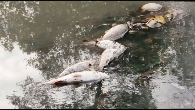 Aparecen cientos de peces muertos en río Alvares